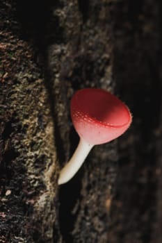 The Fungi Cup is orange, pink, red, found on the ground and dead timber. Found mostly in forests with high humidity during the rainy season.