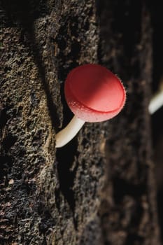 The Fungi Cup is orange, pink, red, found on the ground and dead timber. Found mostly in forests with high humidity during the rainy season.