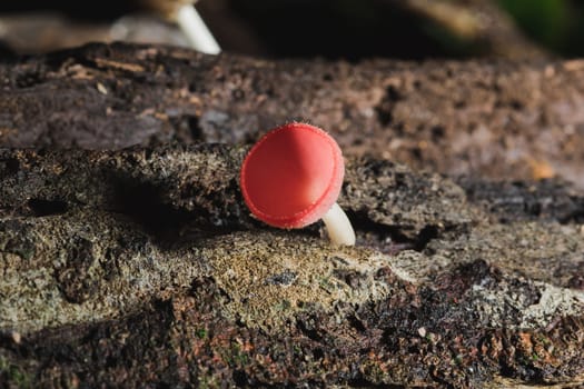 The Fungi Cup is orange, pink, red, found on the ground and dead timber. Found mostly in forests with high humidity during the rainy season.