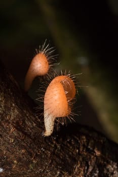 The Fungi Cup is orange, pink, red, found on the ground and dead timber. Found mostly in forests with high humidity during the rainy season.