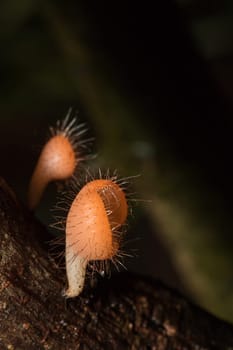 The Fungi Cup is orange, pink, red, found on the ground and dead timber. Found mostly in forests with high humidity during the rainy season.