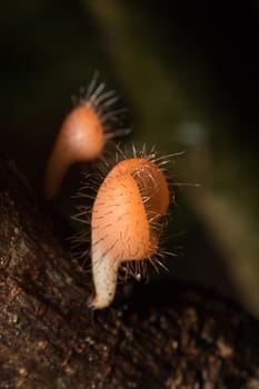 The Fungi Cup is orange, pink, red, found on the ground and dead timber. Found mostly in forests with high humidity during the rainy season.