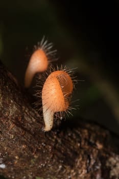 The Fungi Cup is orange, pink, red, found on the ground and dead timber. Found mostly in forests with high humidity during the rainy season.