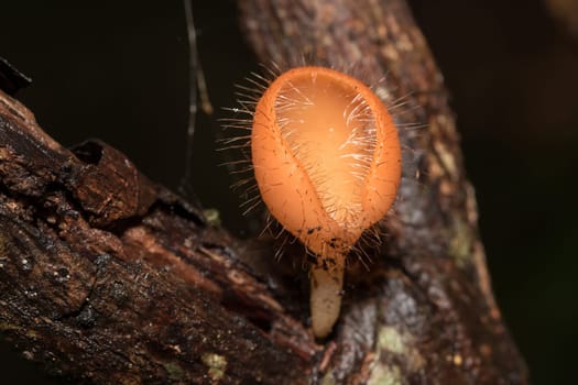 The Fungi Cup is orange, pink, red, found on the ground and dead timber. Found mostly in forests with high humidity during the rainy season.