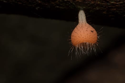 The Fungi Cup is orange, pink, red, found on the ground and dead timber. Found mostly in forests with high humidity during the rainy season.