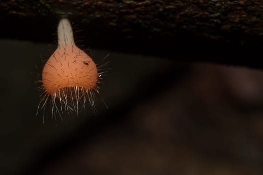 The Fungi Cup is orange, pink, red, found on the ground and dead timber. Found mostly in forests with high humidity during the rainy season.