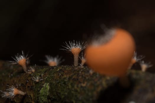 The Fungi Cup is orange, pink, red, found on the ground and dead timber. Found mostly in forests with high humidity during the rainy season.