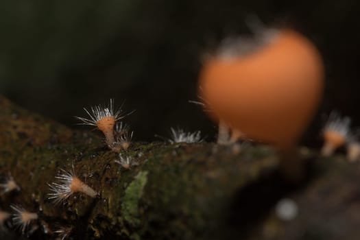 The Fungi Cup is orange, pink, red, found on the ground and dead timber. Found mostly in forests with high humidity during the rainy season.