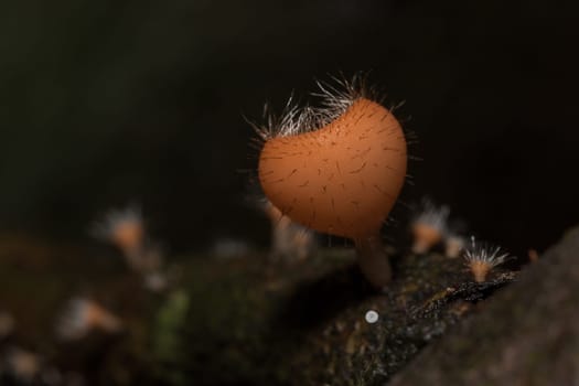 The Fungi Cup is orange, pink, red, found on the ground and dead timber. Found mostly in forests with high humidity during the rainy season.