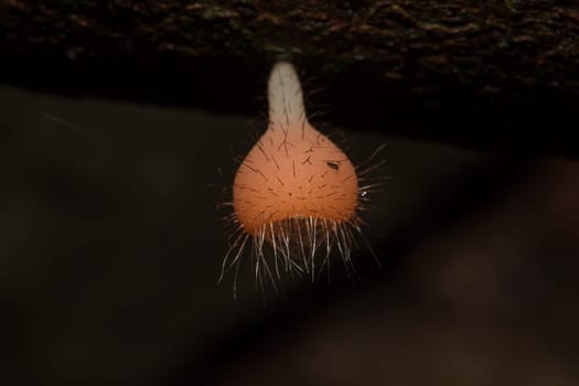 The Fungi Cup is orange, pink, red, found on the ground and dead timber. Found mostly in forests with high humidity during the rainy season.