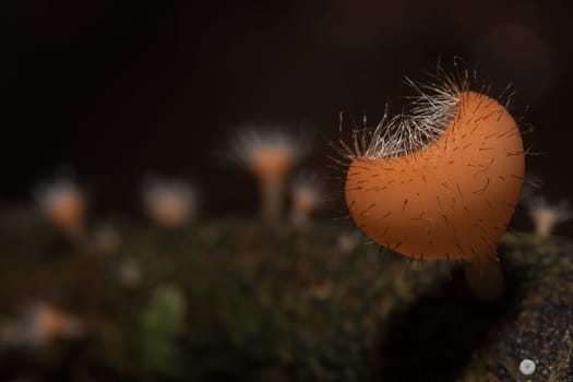 The Fungi Cup is orange, pink, red, found on the ground and dead timber. Found mostly in forests with high humidity during the rainy season.