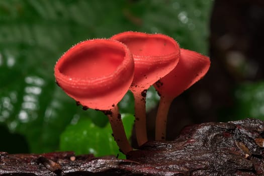 The Fungi Cup is orange, pink, red, found on the ground and dead timber. Found mostly in forests with high humidity during the rainy season.