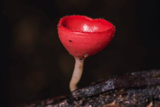 The Fungi Cup is orange, pink, red, found on the ground and dead timber. Found mostly in forests with high humidity during the rainy season.