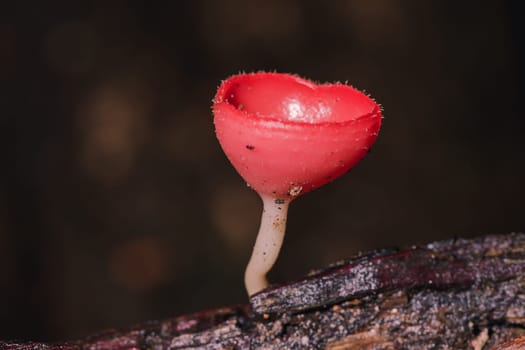 The Fungi Cup is orange, pink, red, found on the ground and dead timber. Found mostly in forests with high humidity during the rainy season.