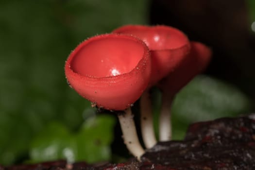 The Fungi Cup is orange, pink, red, found on the ground and dead timber. Found mostly in forests with high humidity during the rainy season.