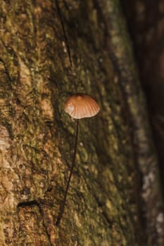 Tiny brown mushrooms on the stem bark