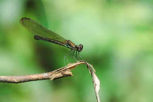 Green dragonfly On the branches in the natural forest