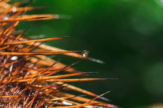 Water droplets on the spikes Of trees in nature