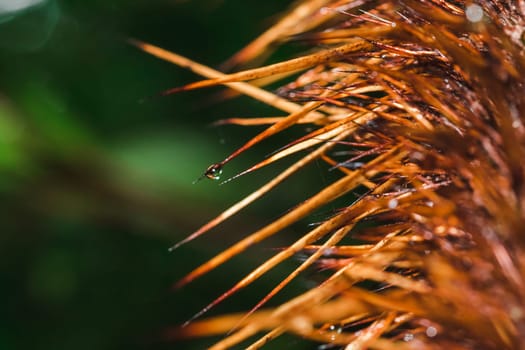 Water droplets on the spikes Of trees in nature