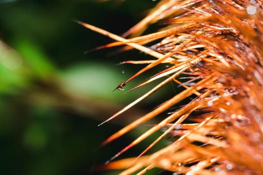 Water droplets on the spikes Of trees in nature