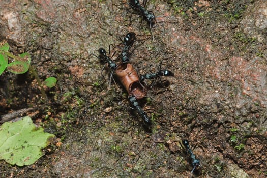 Black ant on the ground carrying food into the nest.