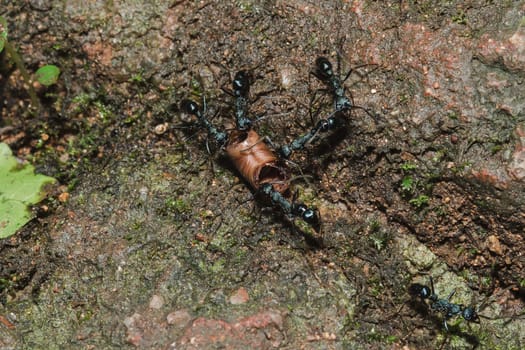 Black ant on the ground carrying food into the nest.