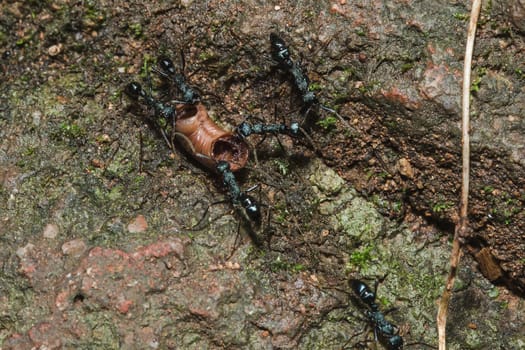 Black ant on the ground carrying food into the nest.