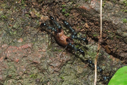 Black ant on the ground carrying food into the nest.