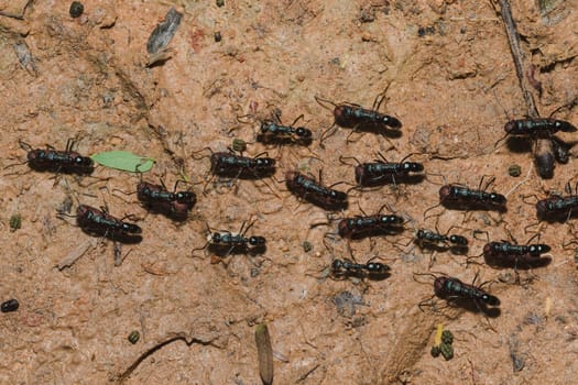 Black ant on the ground carrying food into the nest.