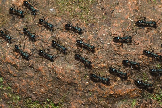 Black ant on the ground carrying food into the nest.