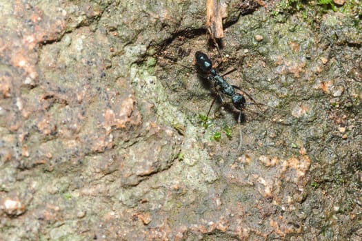 Black ant on the ground looking for food. into the nest.