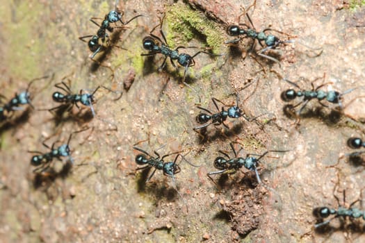 Black ant on the ground carrying food into the nest.