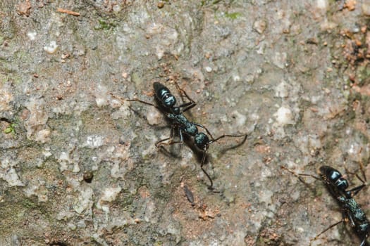 Black ant on the ground carrying food into the nest.