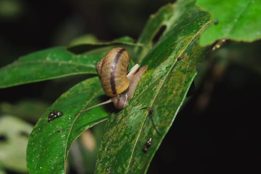 Snail on a leaf in harmony with nature.