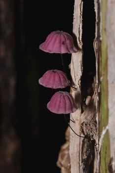 Tiny purple mushrooms in the forest are on the trunk of the trunk.