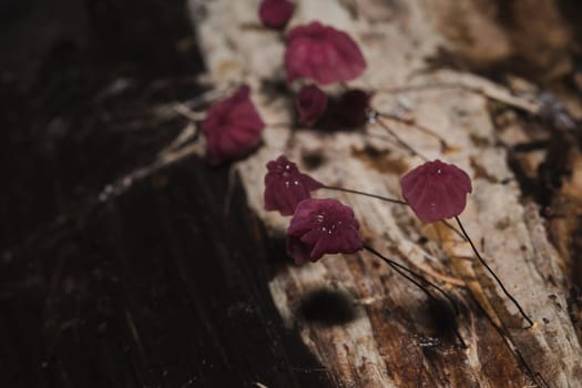 Tiny purple mushrooms in the forest are on the trunk of the trunk.