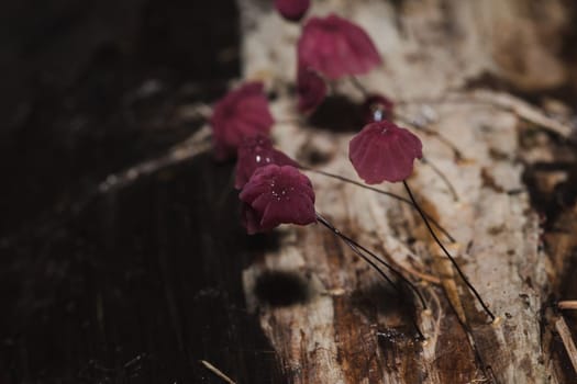 Tiny purple mushrooms in the forest are on the trunk of the trunk.