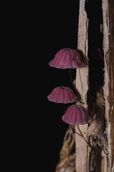 Tiny purple mushrooms in the forest are on the trunk of the trunk.