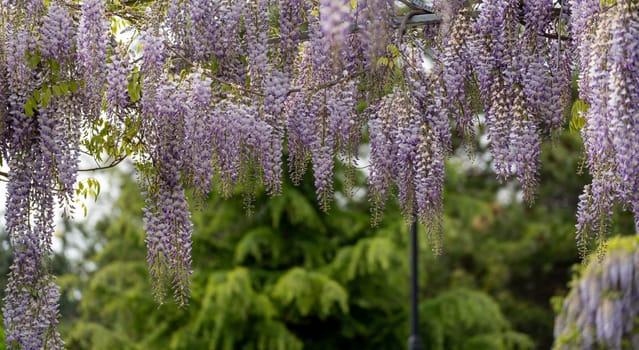 Blooming Wisteria Sinensis with classic purple flowers in full bloom in hanging racemes against a green background. Garden with wisteria in spring