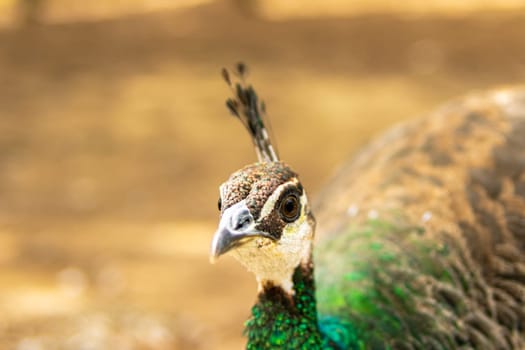 Portrait of a beautiful female peacock in the farm yard, brown background. High quality photo