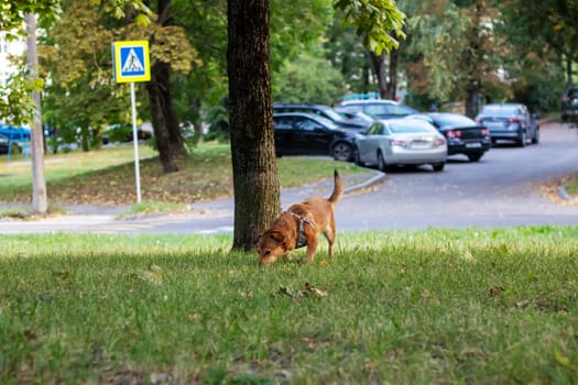 Ginger dog sniffing the ground close up portrait