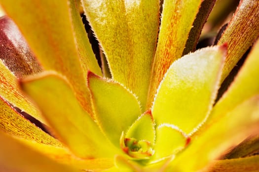 Plant of  sempervivum tectorum ,the common houseleek  , succulent evergreen plant 