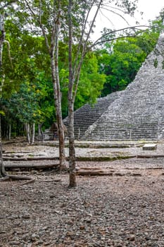 Coba Maya Ruins the ancient building and pyramid Nohoch Mul in the tropical forest jungle in Coba Municipality Tulum Quintana Roo Mexico.