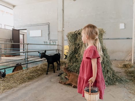 Little girl with a basket stands near the paddock and looks at the eating goats. High quality photo