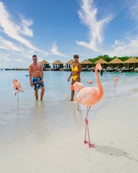 Aruba, a couple of men and women on the beach with pink flamingos at Aruba Island Caribbean.