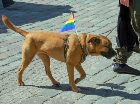 A brown dog takes part in the annual gay parade of the LGBT community with a bright scarf around his neck. gay pride parade of freedom and diversity, happy participants walking. Baltic Pride is an annual LGBT festival