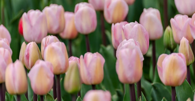 Pink tulips spring blossoming, bokeh flower background, pastel and soft floral card, selective focus.