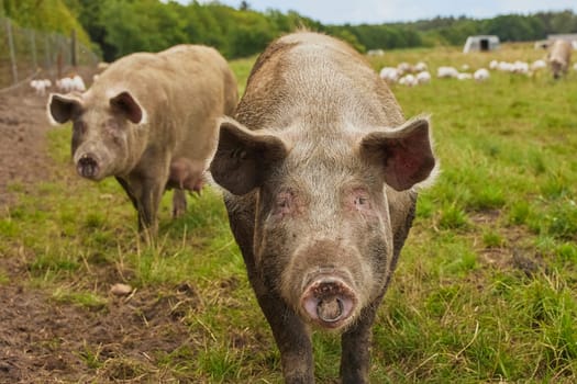 Eco pig farm in the field in Denmark.