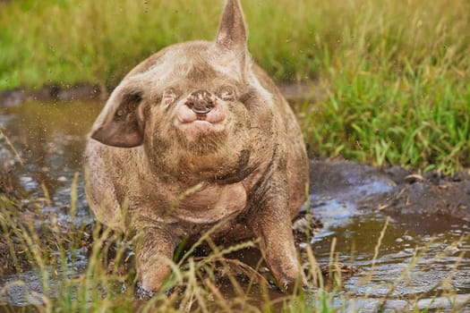 Eco pig farm in the field in Denmark. Sow shakes off dirt.