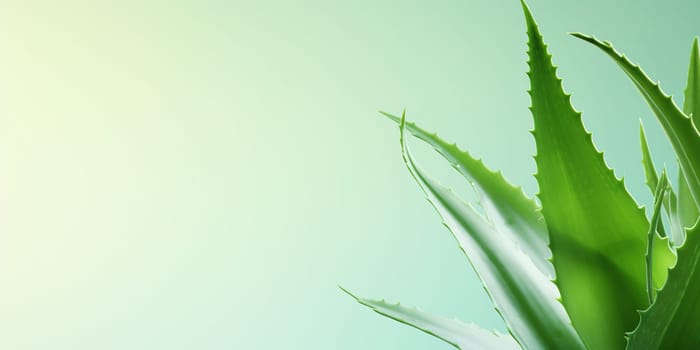Aloe vera plant banner with copy space background, gelatinous substance obtained from a kind of aloe, used especially in cosmetics to soften or soothe the skin